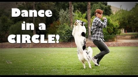 How to Teach a Dog to Dance: A Journey into Canine Dance Instruction and Its Perks